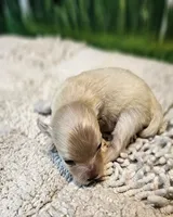 Biscuit, a male Maltese and Poodle - Toy  for sale in Penrose, CO – Photo 1 of 4