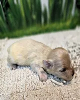 Biscuit, a male Maltese and Poodle - Toy  for sale in Penrose, CO – Photo 3 of 4