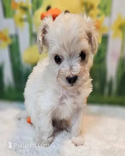Biscuit – Maltese, Poodle - Toy  puppy for sale in Penrose, CO