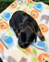 Felicity, a female Yorkipoo and Yorkshire Terrier for sale in Penrose, CO – 10 of 10