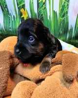 Felicity, a female Yorkipoo and Yorkshire Terrier for sale in Penrose, CO – 7 of 10