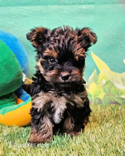 Felix – Yorkipoo, Yorkshire Terrier puppy for sale in Penrose, CO