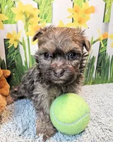 Oliver, a male Maltese and Morkie for sale in Penrose, CO – 2 of 6