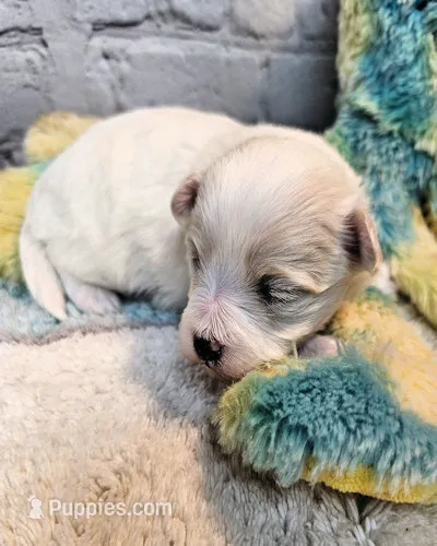 Percy – Maltipoo, Maltese puppy for sale in Penrose, CO
