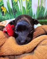 Frannie, a female Yorkipoo for sale in Penrose, CO – 4 of 9