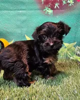 Farrah, a female Yorkshire Terrier and Poodle - Toy  for sale in Penrose, CO – 5 of 10
