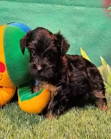 Yorkipoo baby!, a female Yorkshire Terrier and Poodle - Toy  for sale in Penrose, CO – 3 of 10