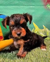 Farley, a male Yorkshire Terrier for sale in Penrose, CO – 5 of 10
