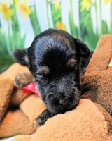Jefferson, a male Yorkshire Terrier and Morkie for sale in Penrose, CO – 3 of 8