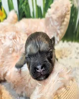 Olive, a female Poodle - Toy  and Morkie for sale in Penrose, CO – 8 of 10