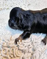 Orielle, a female Maltese and Morkie for sale in Penrose, CO – 7 of 10