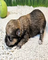 Oscar, a male Poodle - Toy  and Morkie for sale in Penrose, CO – 10 of 10