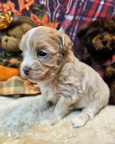 Blossom – Maltipoo, Maltese puppy for sale in Penrose, CO