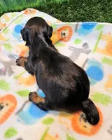 Felix, a male Yorkipoo and Yorkshire Terrier for sale in Penrose, CO – 10 of 10