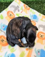 Flora, a female Yorkshire Terrier and Poodle - Toy  for sale in Penrose, CO – 9 of 10