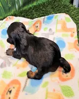 Felix, a male Yorkipoo and Yorkshire Terrier for sale in Penrose, CO – 8 of 10