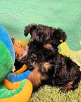 Yorkipoo baby!, a female Yorkshire Terrier and Poodle - Toy  for sale in Penrose, CO – 5 of 10