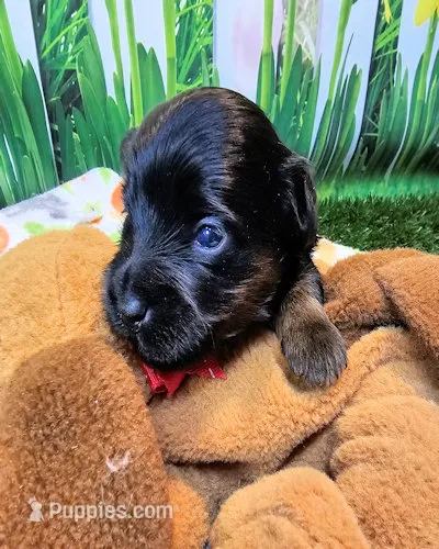 Felicity – Yorkipoo, Yorkshire Terrier puppy for sale in Penrose, CO