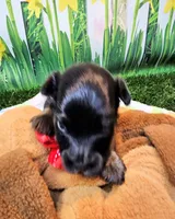 Flora, a female Yorkshire Terrier and Poodle - Toy  for sale in Penrose, CO – 2 of 10