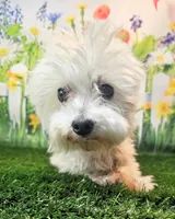 Orchid, a female Maltese for sale in Penrose, CO – 9 of 10