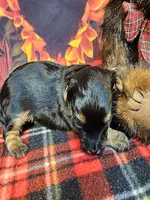 Yorkiepoo pup, a male Yorkipoo and Yorkshire Terrier for sale in Penrose, CO – 3 of 10
