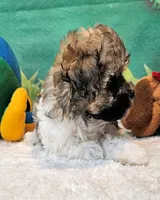 Lil Peanut, a male Maltese and Poodle - Toy  for sale in Penrose, CO – 2 of 9