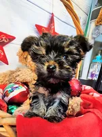 Yorkiepoo pup, a male Yorkipoo and Yorkshire Terrier for sale in Penrose, CO – 2 of 5