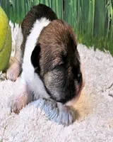 Sammy, a male Maltese and Poodle - Toy  for sale in Penrose, CO – 8 of 10
