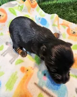 Farrah, a female Yorkshire Terrier and Poodle - Toy  for sale in Penrose, CO – 9 of 10