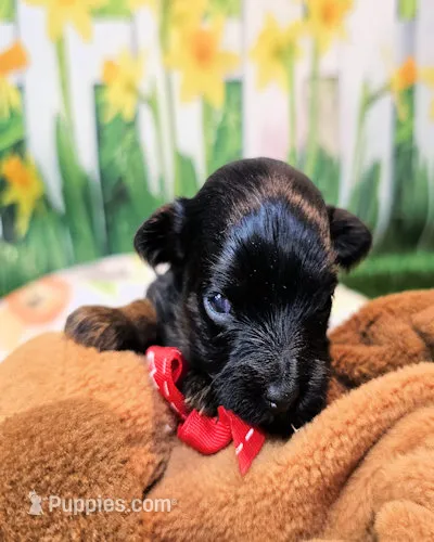 Frannie – Yorkipoo puppy for sale in Penrose, CO