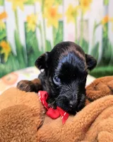 Frannie, a female Yorkipoo for sale in Penrose, CO – 1 of 9