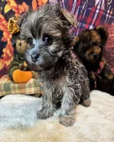 Morkie puppy Beautiful colors Moppy, a male Poodle - Toy  and Morkie for sale in Penrose, CO – 2 of 6