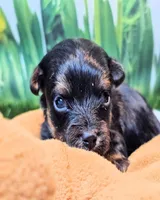 Felix, a male Yorkipoo and Yorkshire Terrier for sale in Penrose, CO – 4 of 10