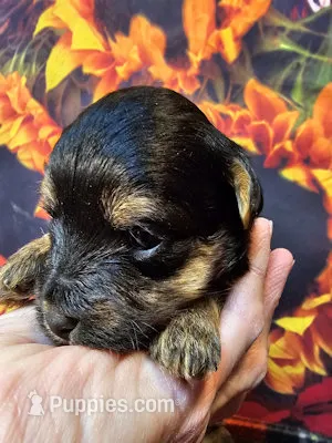 Yorkipoo baby! – Yorkshire Terrier, Poodle - Toy  puppy for sale in Penrose, CO