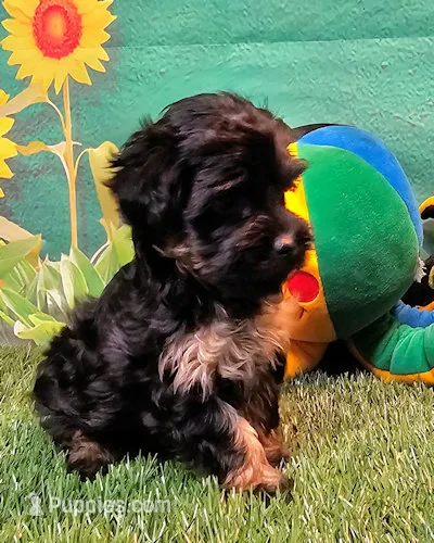 Yorkiepoo pup – Yorkipoo, Yorkshire Terrier puppy for sale in Penrose, CO