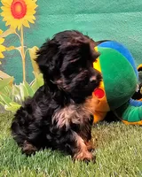 Yorkiepoo pup, a male Yorkipoo and Yorkshire Terrier for sale in Penrose, CO – 1 of 10
