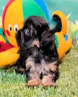 Yorkipoo baby!, a female Yorkshire Terrier and Poodle - Toy  for sale in Penrose, CO – 2 of 10