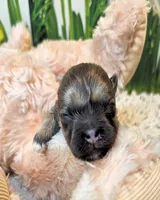 Olive, a female Poodle - Toy  and Morkie for sale in Penrose, CO – 4 of 10