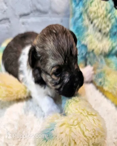 Lil Peanut – Maltese, Poodle - Toy  puppy for sale in Penrose, CO