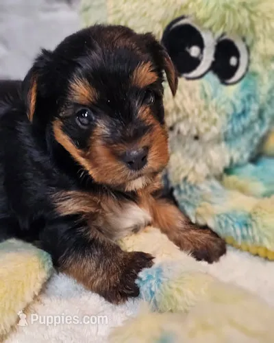 Farley – Yorkshire Terrier puppy for sale in Penrose, CO