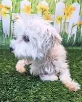 Orchid, a female Maltese for sale in Penrose, CO – 2 of 9