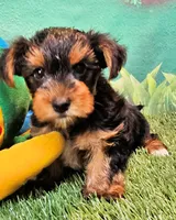 Farley, a male Yorkshire Terrier for sale in Penrose, CO – 8 of 10