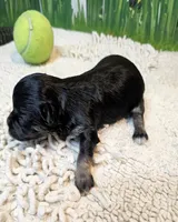 Orielle, a female Maltese and Morkie for sale in Penrose, CO – 2 of 10