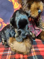 Yorkipoo baby!, a female Yorkshire Terrier and Poodle - Toy  for sale in Penrose, CO – 8 of 10