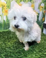 Orchid, a female Maltese for sale in Penrose, CO – 3 of 10