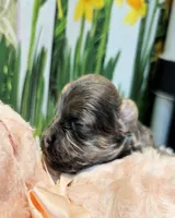 Oliver, a male Maltese and Morkie for sale in Penrose, CO – 8 of 10
