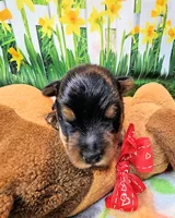 Farley, a male Yorkshire Terrier for sale in Penrose, CO – 3 of 6