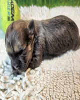 Olive, a female Poodle - Toy  and Morkie for sale in Penrose, CO – 7 of 10
