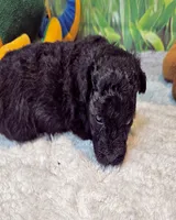 Paisleigh, a female Poodle - Toy  for sale in Penrose, CO – 2 of 10