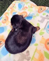 Fraiser, a male Yorkshire Terrier for sale in Penrose, CO – 5 of 7